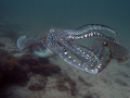 Was Diving in Musandam/Oman in the indian ocean saw 2 cuttle fish mating, but i guess i spoiled it when i came closer and started taking photos. they were amaising models!!