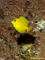 Juvenile Blue Tang, Bonaire, May 2008. Love that brilliant yellow!
Canon 400D, 60 mm lens