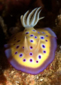 Colours of Life! Chromodoris Kunuei. Pic taken at Lembeh Straits, Indonesia.