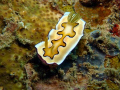 An interesting nudibranch which likes to flap its mantle as it glides on the reef.