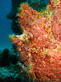 found this frogfish in sabang, puerto galera