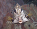 A smooth trunkfish was batting its eyelashes at us throughout the dive.