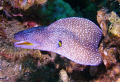 Moray Eel