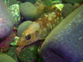 Baby Cod hiding amongst the pepples at Eyemouth