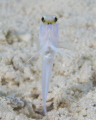 Yellowhead Jawfish doing the its normal pop in/pop out dance.