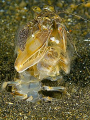 Mantis coming way out of it's hole in Lembeh.  Olympus E300 50mm + 1.4TC.