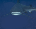 This reef shark turned right into me as I was releasing the shutter.