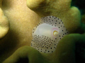 cowrie in punta west, mactan