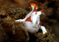 Steady now! Clown Frogfish, taken @ Lembeh, Indonesia. 