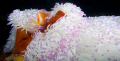 Pink Anemone Fish 