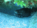 Eel under coral,  Taken with 3.2 megapixel cannon