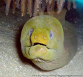 Moray Eel in the sea of Cortez....