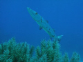Barracuda on French Reef at Key Largo National Marine Sanctuary