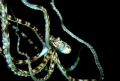 Dancer of the Deep. Mimic Octopus in mid-water. Pic taken in Lembeh, Indonesia