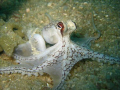 octopus