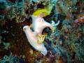 Nudibranchs mating with eggs at their side. Taken in Tioman, Malaysia.