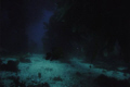 Adult Garabaldi cruising around in the giant kelp forest. Used a film camera. Did not use a flash or a strobe.