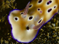 Close up of a Risbecia tryoni  found at Nudi Falls, Lembeh Strait. No cropping. Olympus E-300 50mm + TC1.4 + Woody diopter.