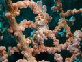 my first pygmy seahorse encounter, i was very very excited about it! Taken with a p&s Sony T100.