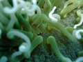 A tiny little fish in anemone.