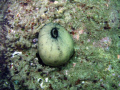 A Keyhole Limpet on a rock. Shaw's Cove, Laguna Beach, California, USA.