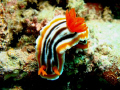 A nudibranch with weird rhinophore.