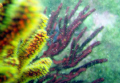 Yellow gorgonian coral with purple gorgonian in the background. Taken at Shaw's Cove, Laguna Beach, CA, USA. Used an Olympus Stylus 770 SW with a PT-035 housing and a SeaLife SL-960 D strobe.