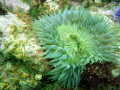 Green Anemone at Shaw's Cove, Laguna Beach. Heavy surge today. I have more pics from today at my website (www.aliveaquaria.com). Olympus Stylus 770 SW with PT-035 housing and SeaLife SL-960D.