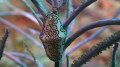 Flamingo tongue snail