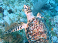 Sea turtle at Conch Wall, Islamorada, Florida, 45 fsw.