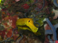 Yellow-pipefish giving me the 
