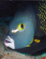 French Angel Fish at Vieques Island in Puerto Rico