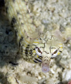 I love pipefish. This one was rather coy about being a subject!