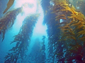 This is a great photo from about 40' down. A classic example of California kelp diving. I took it with my Sea & Sea DX-8000G and used all natural light. It was taken at Anacapa island (one of the Channel Islands). Enjoy