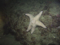 No touch-ups! Night dive at Shaw's Cove, Laguna Beach.