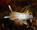 A tiny nudibranch in the Medas Islands