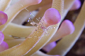 Cleaner Shrimp In Pink Anemone. Nikon D80 with 60mm lense.