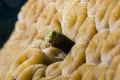 Coral Blenney, Nikon D80 with 60mm.