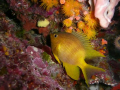 Golden Damsel. I dont know if its just me but i can i spend my whole dive just watching and observing this small reef fishes. I guess i'm a damsel fish trapped in a mans body.