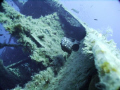 A grouper on the edge of the Zenobia. Using a wide angle lens to capture not only the fish but the crustations that have built around the ship over the years.