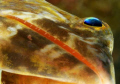Lizardfish, viewed from below.  D300
