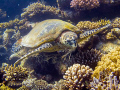 Hawksbill turtle, a real messy eater