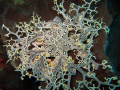 A basket star on a sponge at Chelsea reef in Port Elizabeth.Canon S70is ISO200 f2.6 1/60