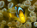 Red Sea Anemone / Clown fish at home. Olympus E-300 50mm + 1.4TC.