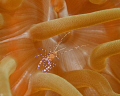 Anenome Shrimp in Playa Del Carrmen