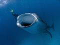Whale Shark feeding at Hanifaru - Baa Atoll, Maldives.
Olympus SP350, Inon fisheye lens.