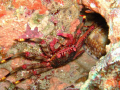 Crab with cowrie shell