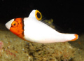 Bicolor Parrotfish