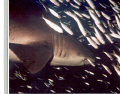 Shark on the prowl
Shot taken near Hatteras, N.C. on a wreck called the Dixie Arrow. It was taken with a Sealife Camera from within reaching distance of the shark. The effect of the flash gives a slight glow to the sharks eye. 