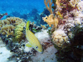 Bluestriped grunt in Cozumel